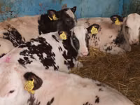 أبقار (دفعة، الجنس غير محدد), Simmental cattle — الصورة 6