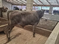 Toro, Aberdeen-Angus — foto 2