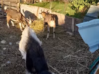 Ziegenbock, Ziegen — Foto 3