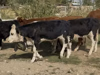 Bulle, Simmental cattle — Foto 4