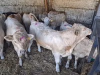 ثور, Charolais cattle — الصورة 4