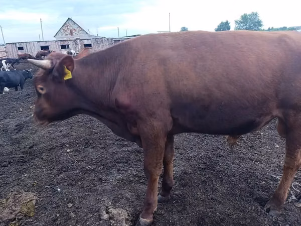 Bulle, Simmental cattle — Kasachstan