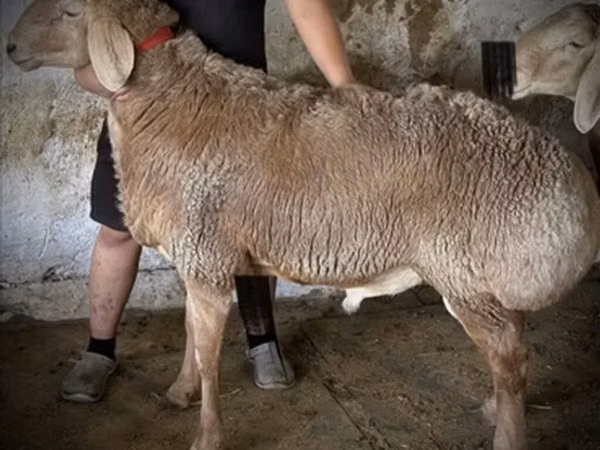 Carnero, Arashan sheep — Kirguistán