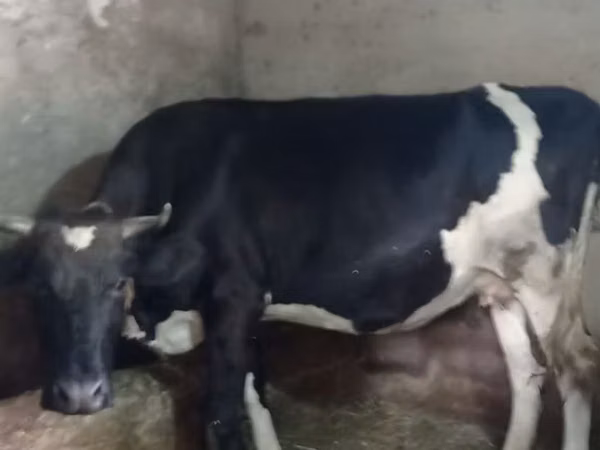 Kuh, Russian Black pied cattle