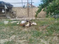 Ducks — Foto 2