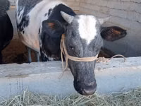Cow, Simmental cattle — photo 3