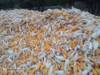 Продаю кукуруза 🌽 Пионер сухой,1кг по 13сом адрес КАРА Балта,40тонна — сүрөт 3