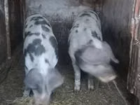 Шошқалар (топ, жынысы көрсетілмеген), Шошқалар — 2-сурет