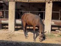 Caballo, Caballos — foto 5