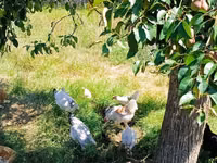 Chickens — Foto 1
