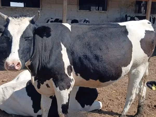 गाय, गोलस्टीन नस्ल