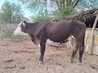 गाय, हेरफोर्ड — फ़ोटो 2