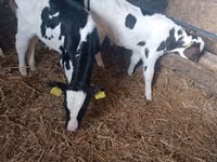 Buqa, Russian Black pied cattle — 1-rasm