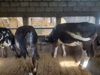 母牛, Simmental cattle — 照片 3