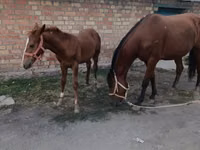 فرس, Thoroughbred horse — الصورة 2