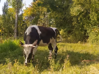 Vaca, Ganado vacuno — foto 2