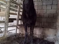 Қошқар, Arashan sheep — 6-сурет