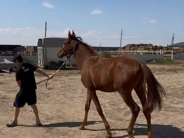 Aygʻir, Arabian horse