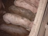 母猪, Pigs — 照片 1
