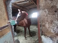 Hengst, Akhal-Teke — Foto 3