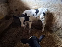 Bull, Russian Black pied cattle — photo 3