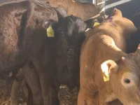 Rinder (Partie, Geschlecht nicht angegeben), Simmental cattle — Foto 6