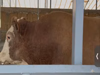 Bulle, Simmental cattle — Foto 1
