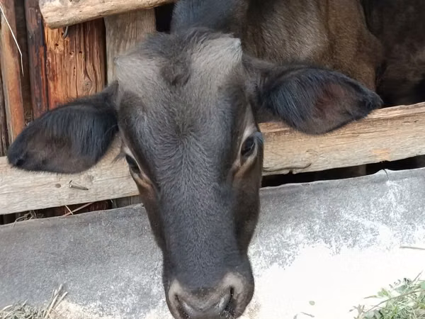 Bulle, Swiss cattle
