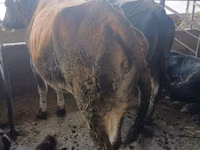 母牛, Alatau breed — 照片 2