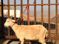 Cabra, Saanen goat — foto 2