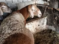 Qoʻchqor, Arashan sheep — 6-rasm
