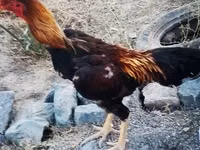 Chickens — foto 4