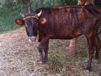 गाय, मवेशी — फ़ोटो 2