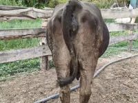 Cow, Alatau breed — photo 7