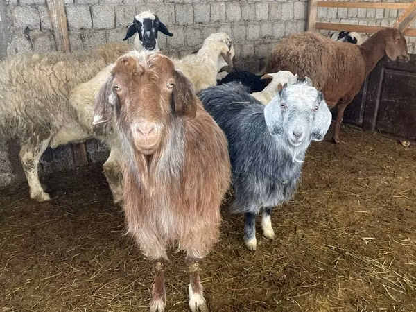 母山羊, Goats — 乌兹别克斯坦