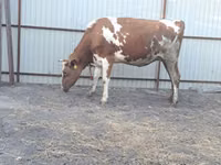 Kuh, Ayrshire — Foto 4