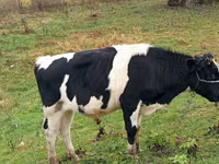 Bulle, Russian Black pied cattle — Foto 3