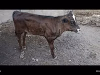 公牛, Swiss cattle — 照片 3