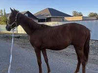 Hengst, Arabian horse — Foto 1