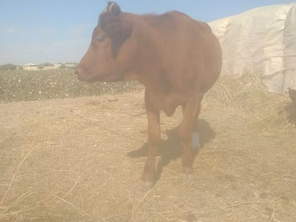 牛只（批次，未指定性别）, Cattle