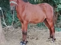 Horse (M), Horses — photo 1