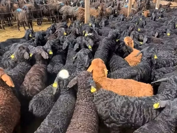 Кочкор, Койлор