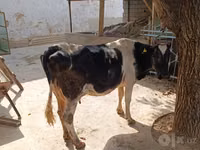 Sigir, Qoramol — 3-rasm