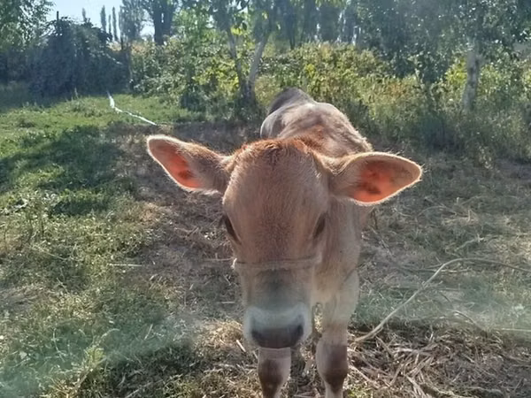 Buqa, Swiss cattle