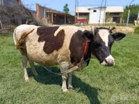 Kuh, Simmental cattle — Foto 8