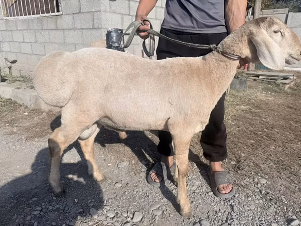 Widder, Arashan sheep