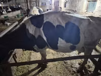 母牛, Russian Black pied cattle — 照片 4