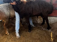 Widder, Arashan sheep — Foto 2