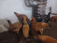 Chickens — 4-rasm