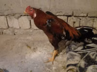 Chickens — 照片 8